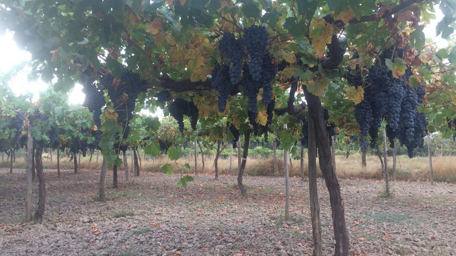Parras cargadas de uvas, listas para la vendimia. Parras cargadas de uvas, listas para la vendimia.