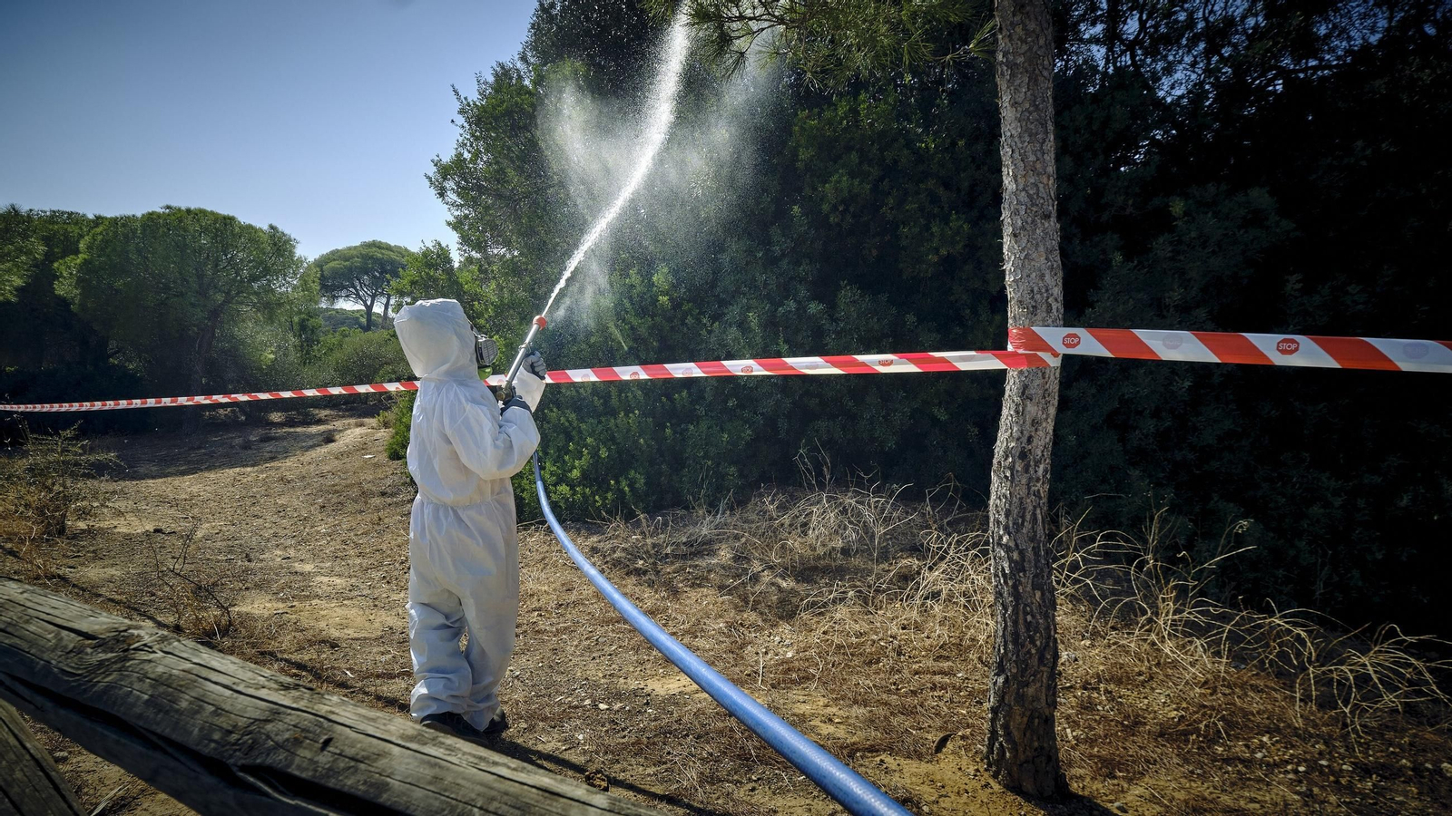 Un operario fumiga en un área arbolada