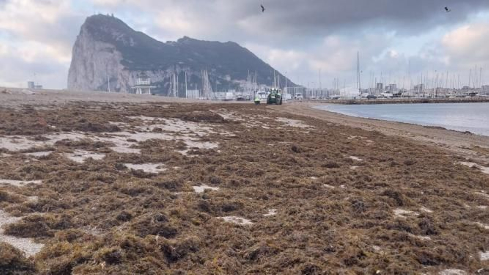 Las algas acumuladas en la playa de poniente.
