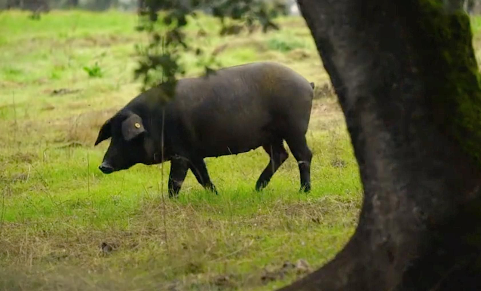 El pequeño pueblo de Huelva donde el cerdo ibérico habita
