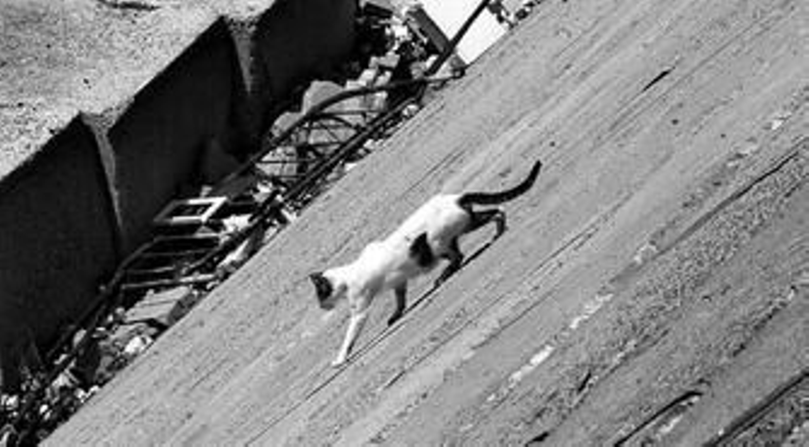 Un gato callejero en los bloques del Campo del Sur.