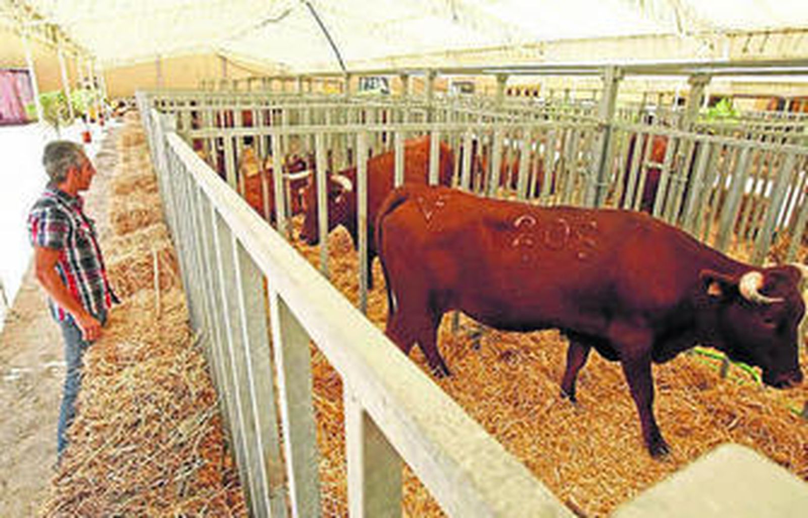 Imagen de las reses expuestas en la Feria de Ganado de Algeciras.