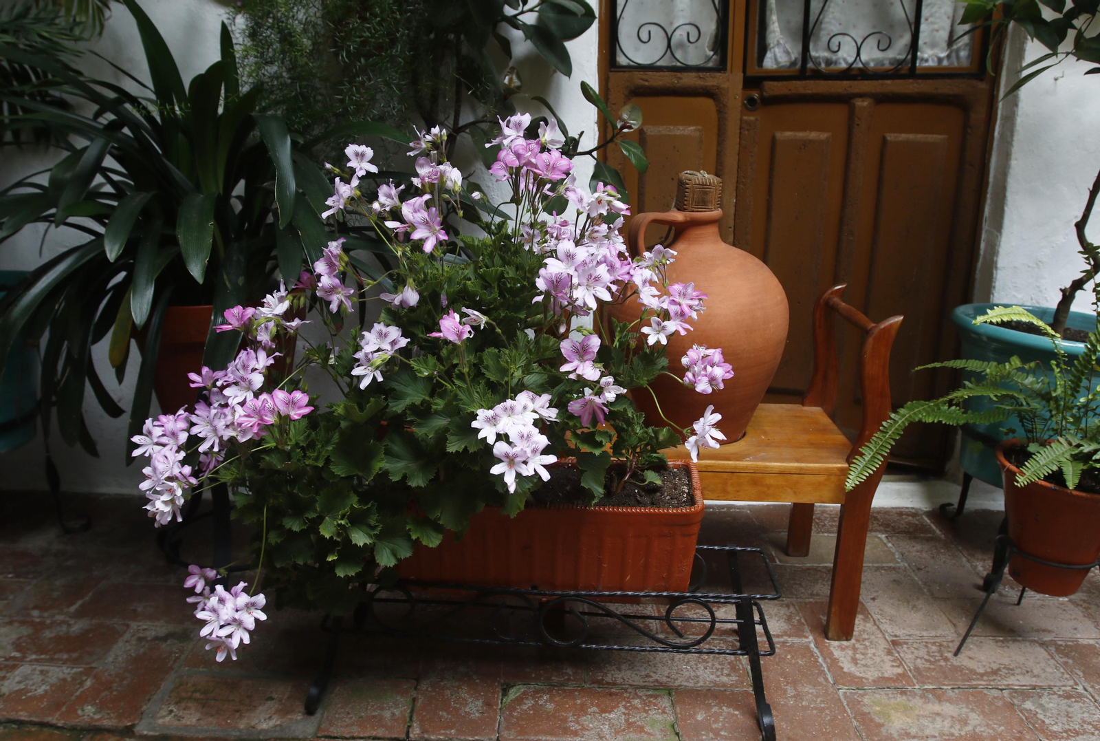 Los Patios de Córdoba en tiempos de crisis: Duque de la Victoria, 3