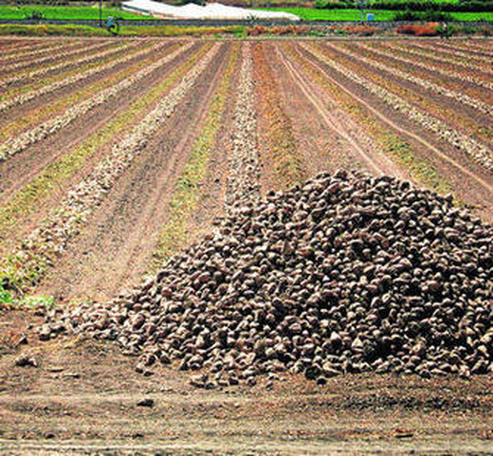 Malos tiempos para la remolacha