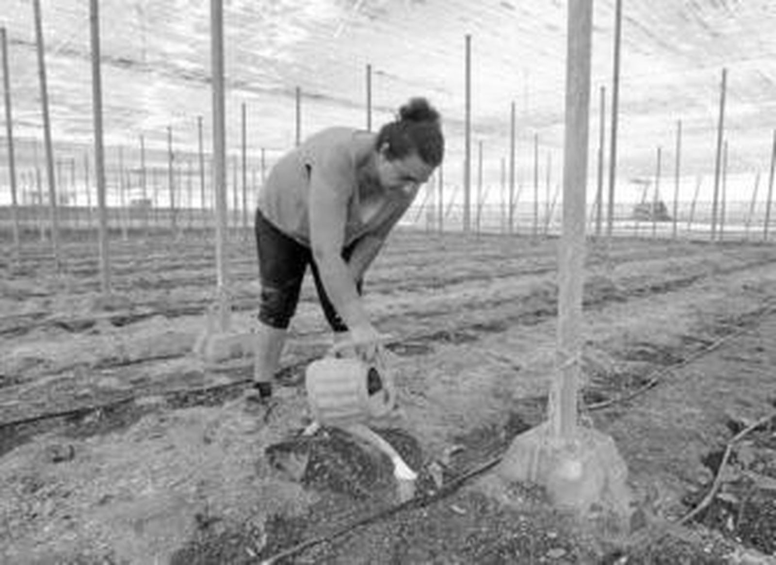 Sostenibilidad, precio, calidad y cantidad, los retos del futuro