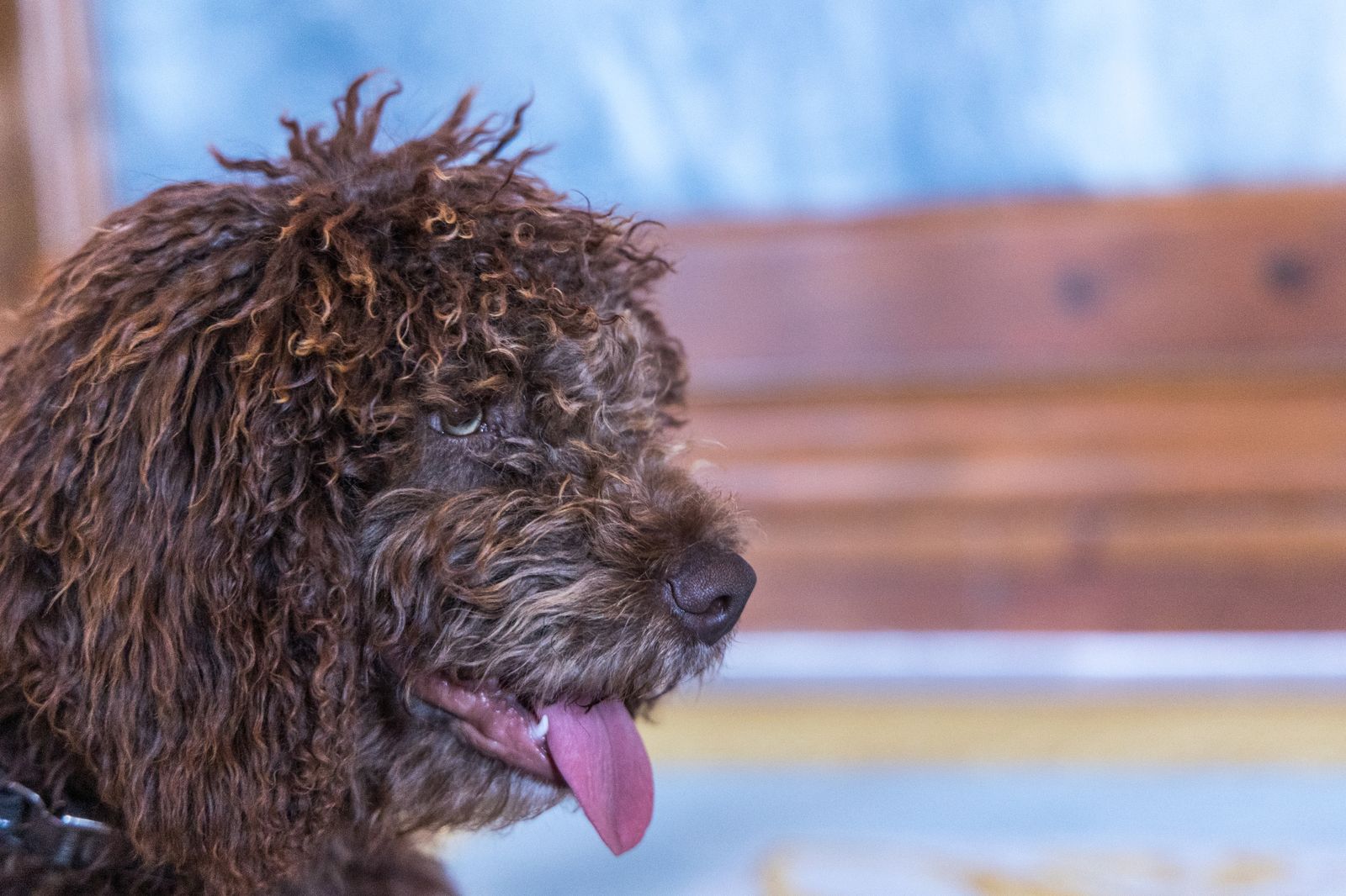 Las imágenes de la entrega del perro adiestrado Enzo a la Guardia Civil en San Fernando