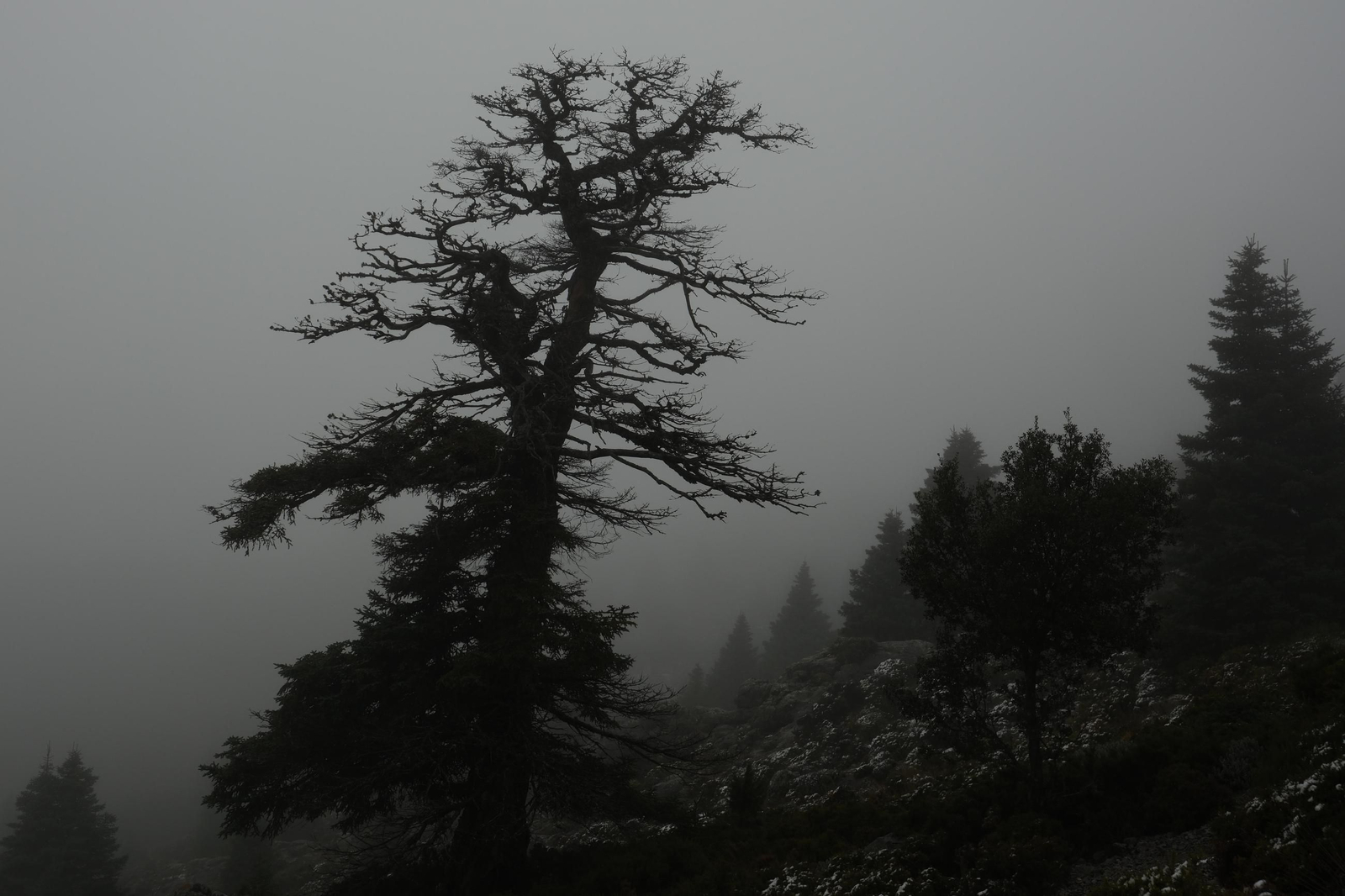 Estampa invernal en al Parque Nacional Sierra de las Nieves, en imágenes
