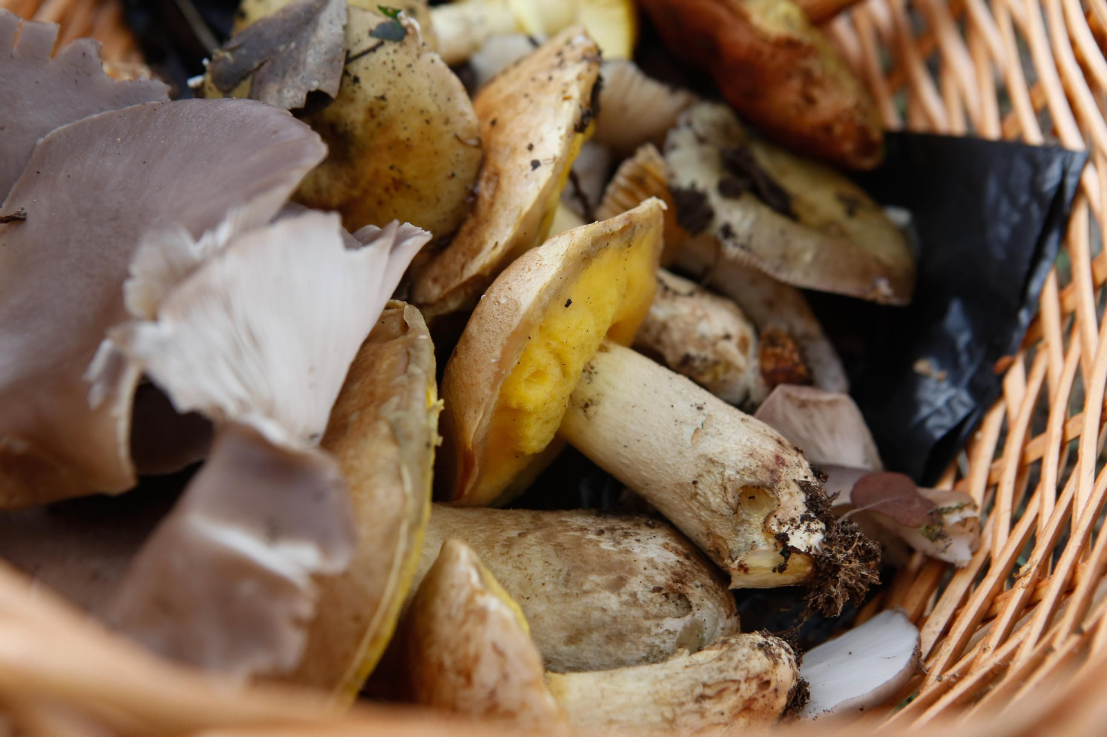 Las fotos de las XII Jornadas Micológicas del Estrecho en Los Barrios