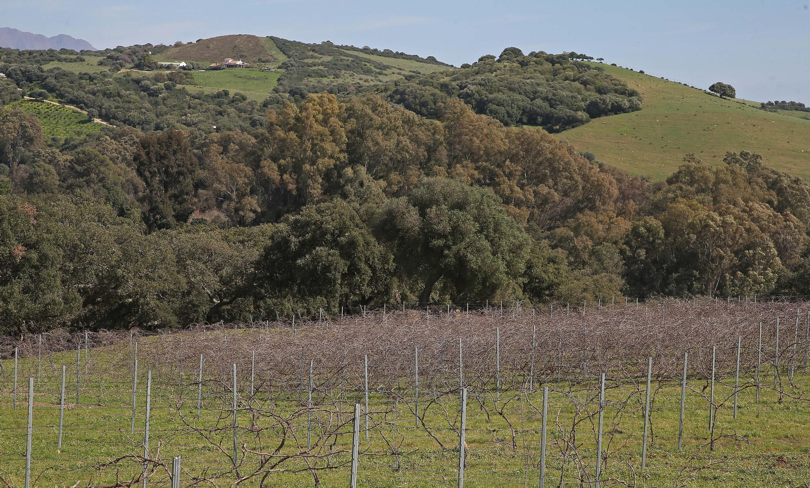 Fotos del lugar donde se produce Ribera de Hozgarganta, el primer vino del Campo de Gibraltar