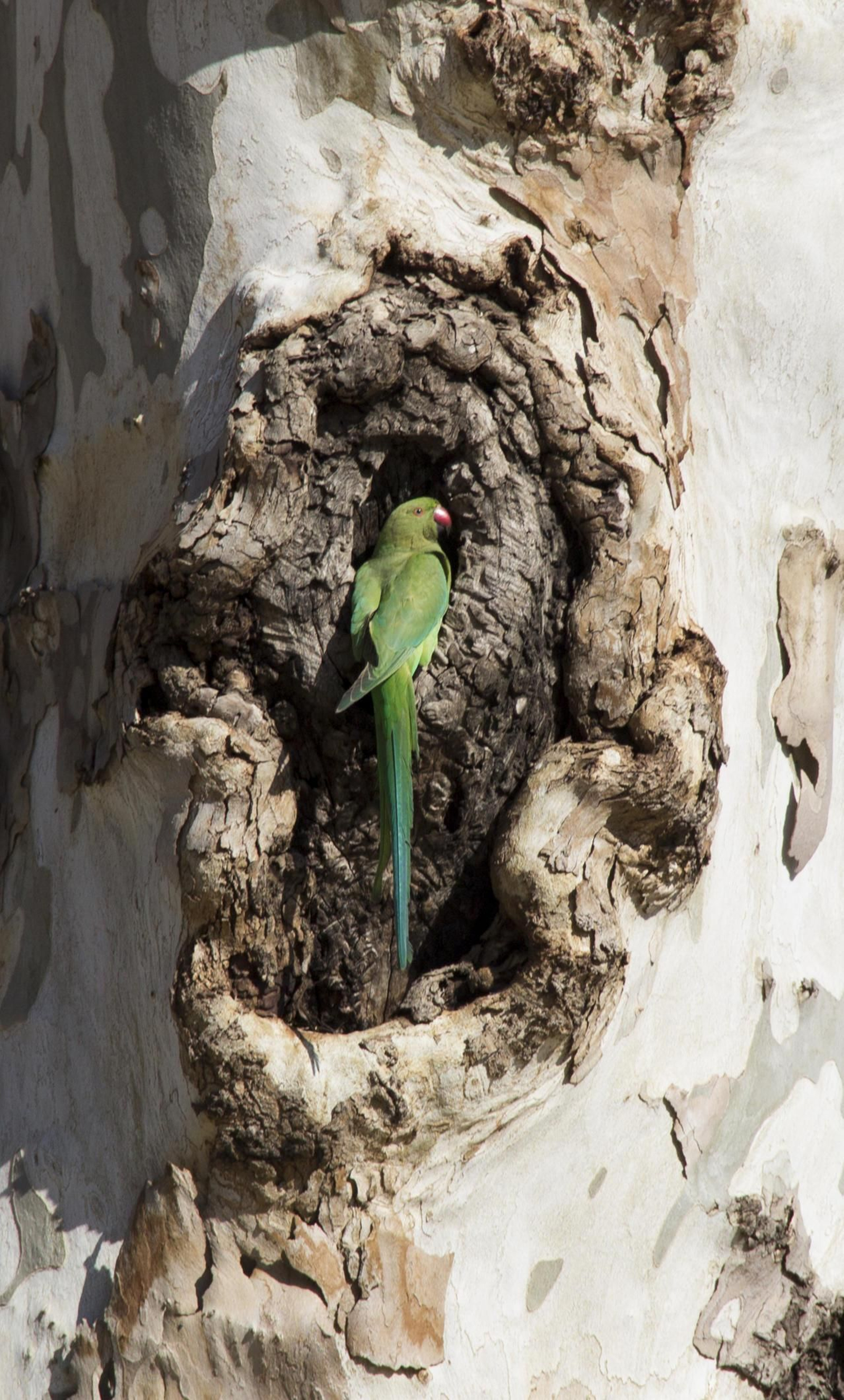 Una cotorra en el hueco de un plátano de Indias.