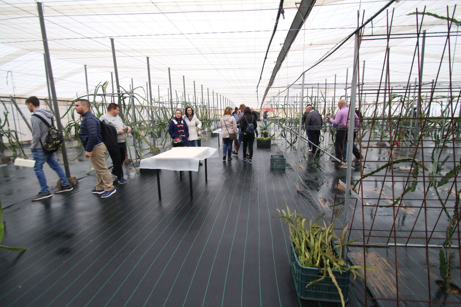 El IFAPA integra una investigación de excelencia, una transferencia de calidad y una formación al sector basada en las últimas tecnologías.