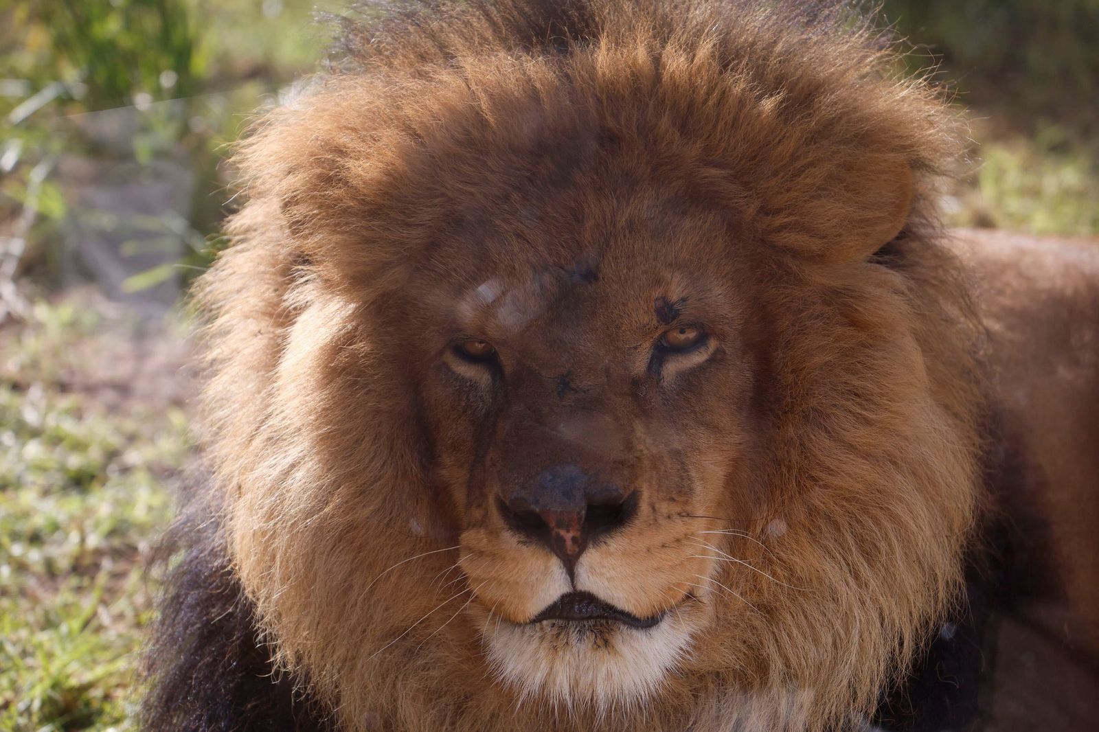 Las mejores imágenes de Zazu y Aissa, la nueva pareja de leones del Zoo de Córdoba