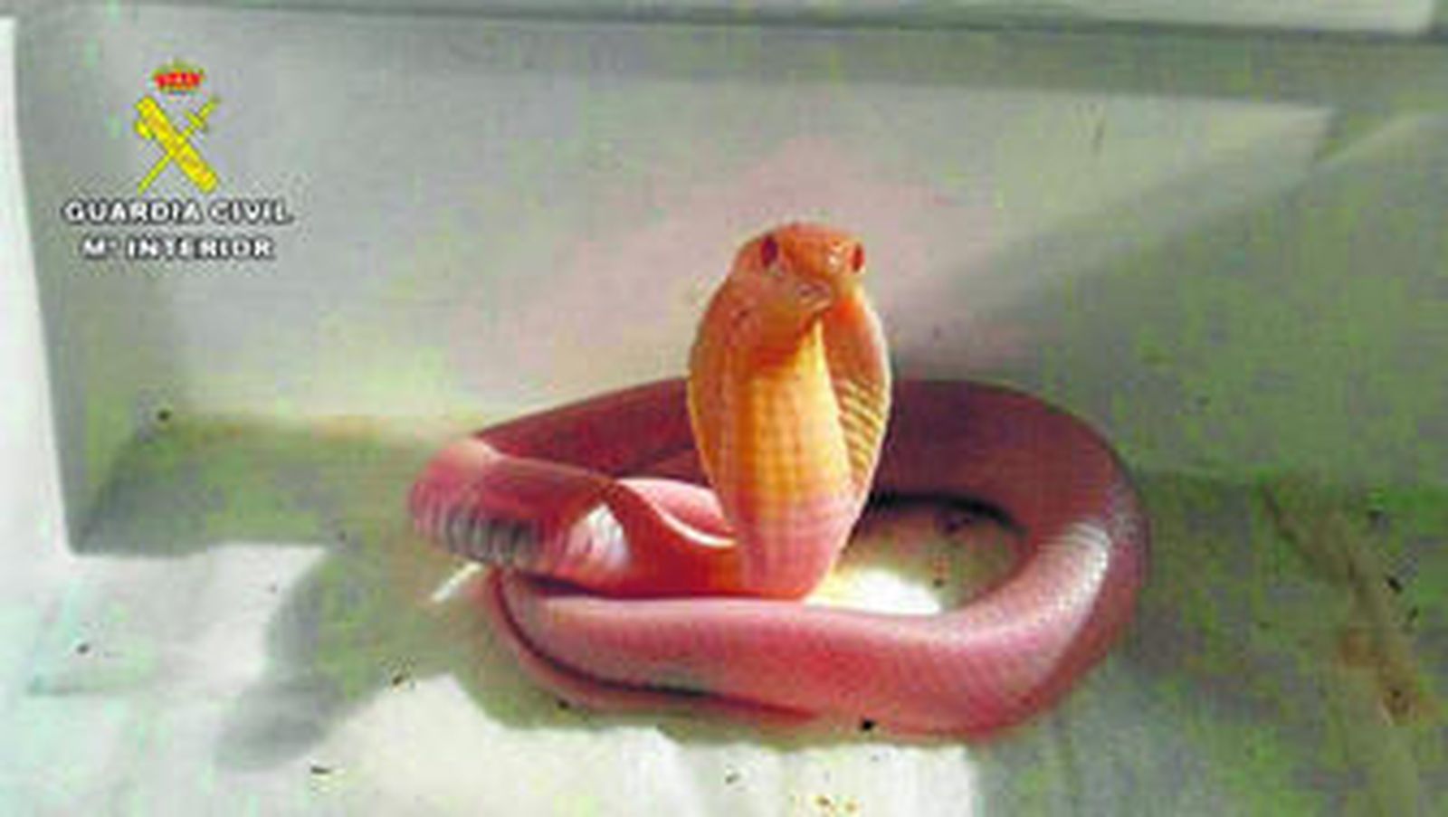 La cobra de monóculo capturada en la calle, en una imagen cedida por la Guardia Civil.