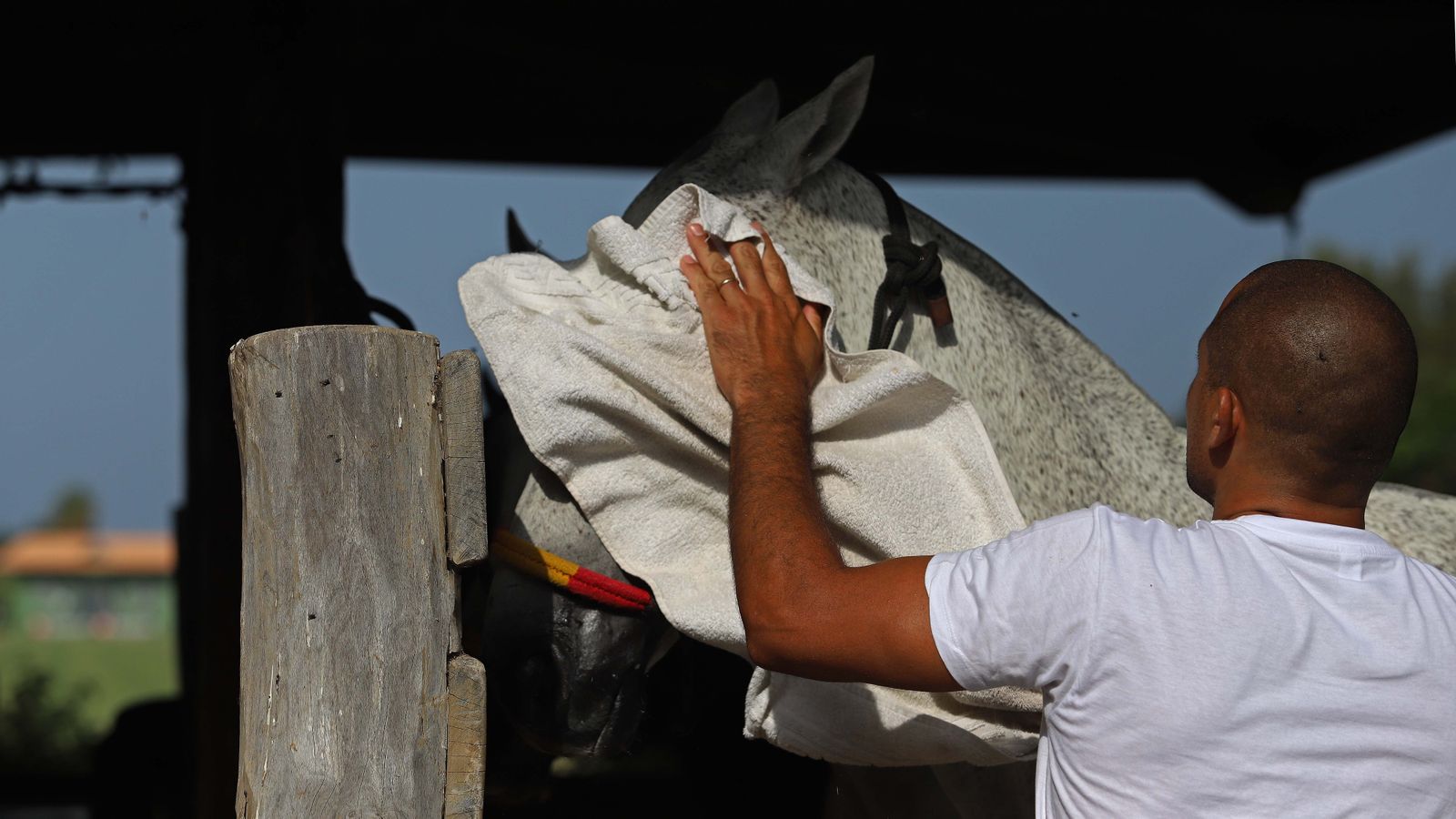 El polo desde dentro