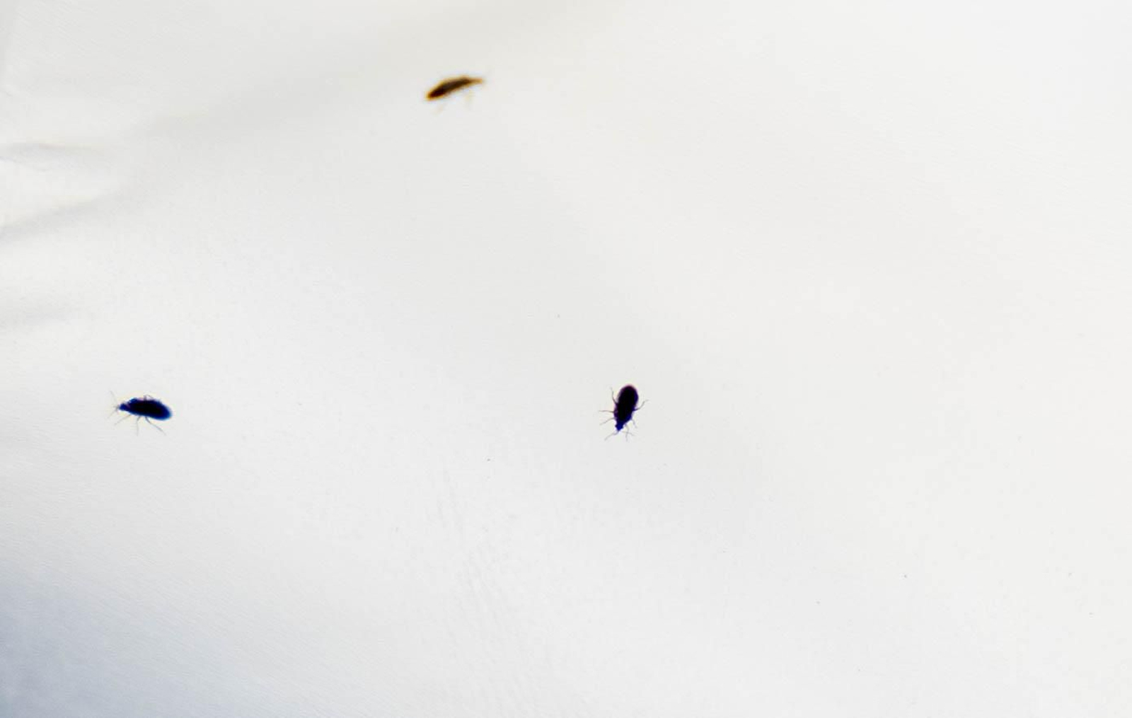 Las imágenes de la suelta de bichos depredadores para la lucha biológica en invernadero por Agrobio