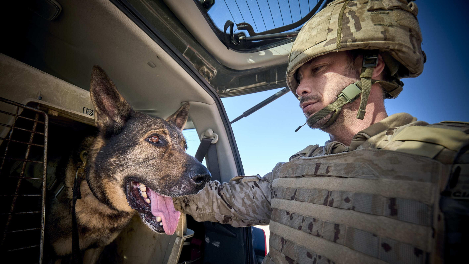 Maniobras Canex con unidades caninas de las Fuerzas Armadas, Policía y Guardia Civil