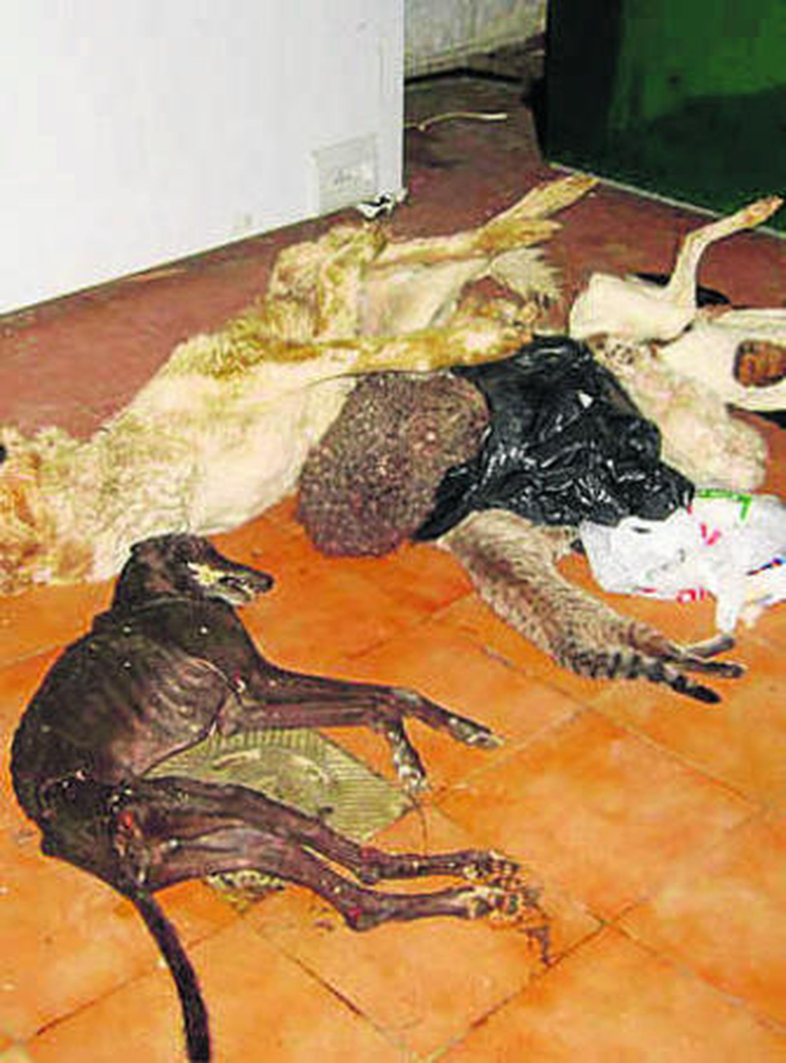 Cadáveres en la perrera.