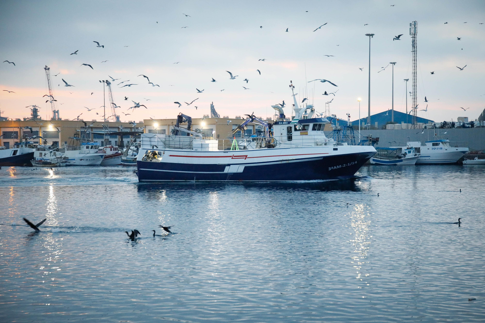 Te contamos en imágenes como ha sido la descarga de las traiñas en la lonja de Almería