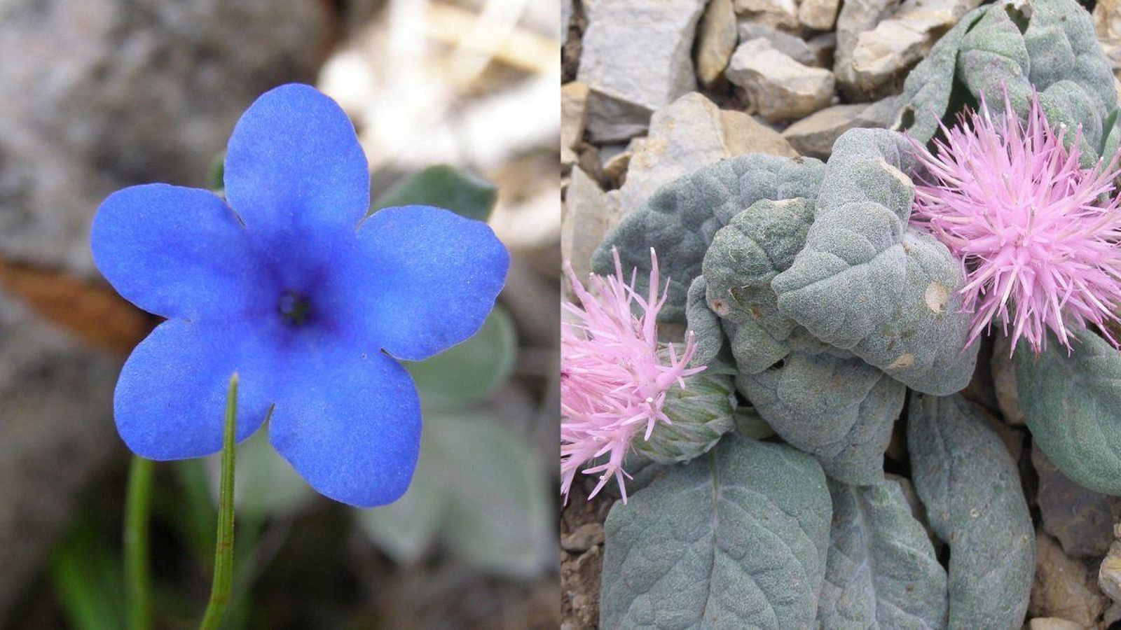 A la izquierda, ejemplar de Lithodora nitida. A la derecha, Jurinea fontqueri.