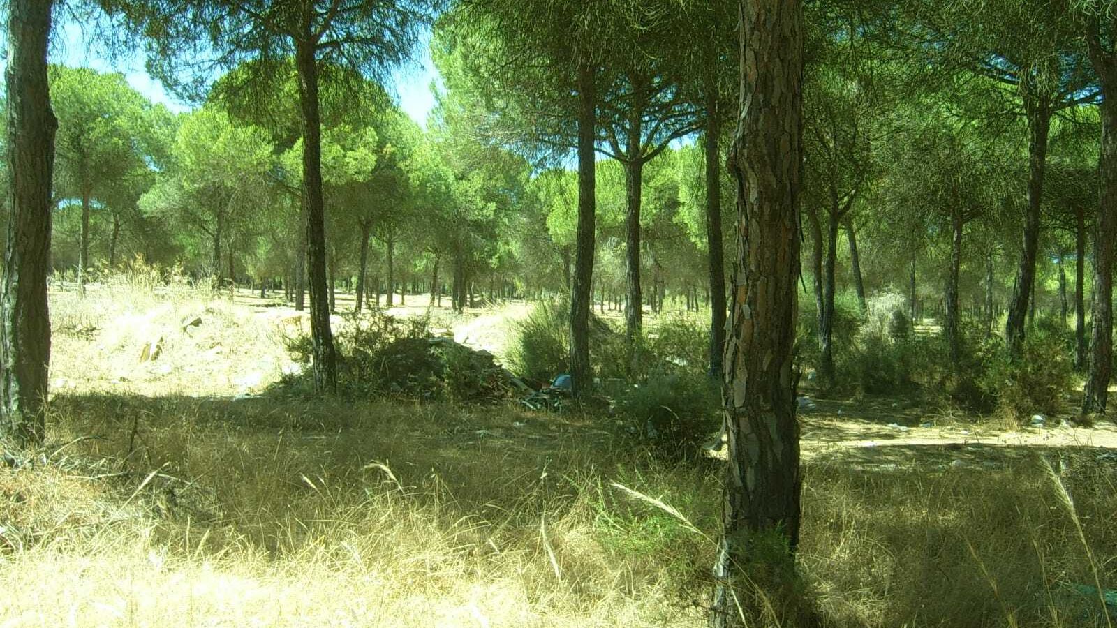 Terrenos en los que irá ubicado el CEUS y que serán objeto de limpieza.