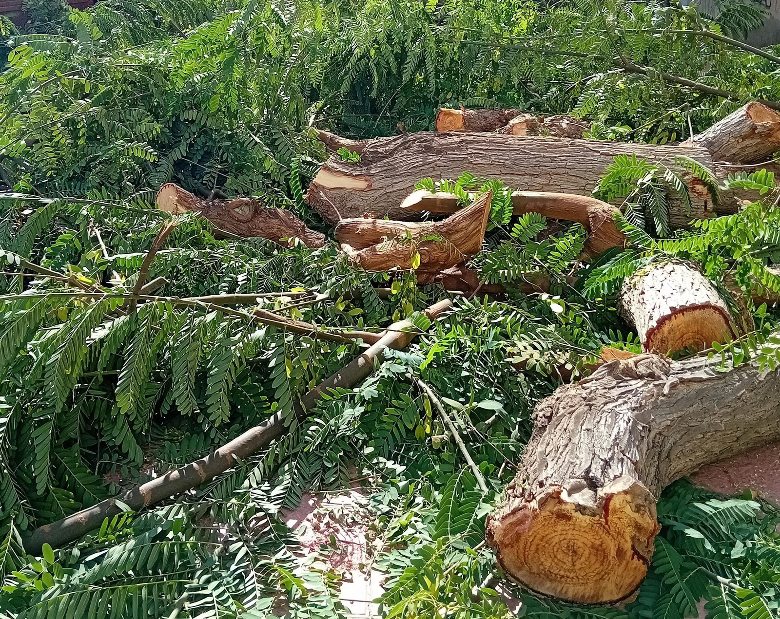 Tala de árboles en Tirso de Molina
