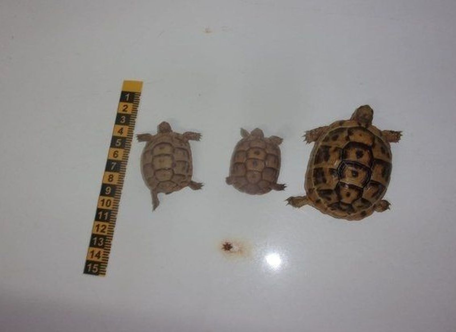 Los tres ejemplares de tortuga mora.