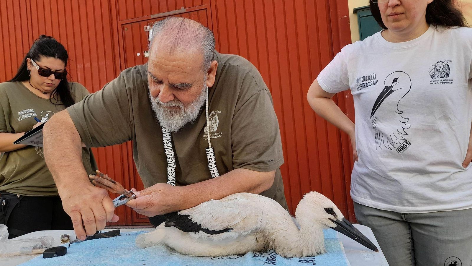 Anillamiento en Andújar.