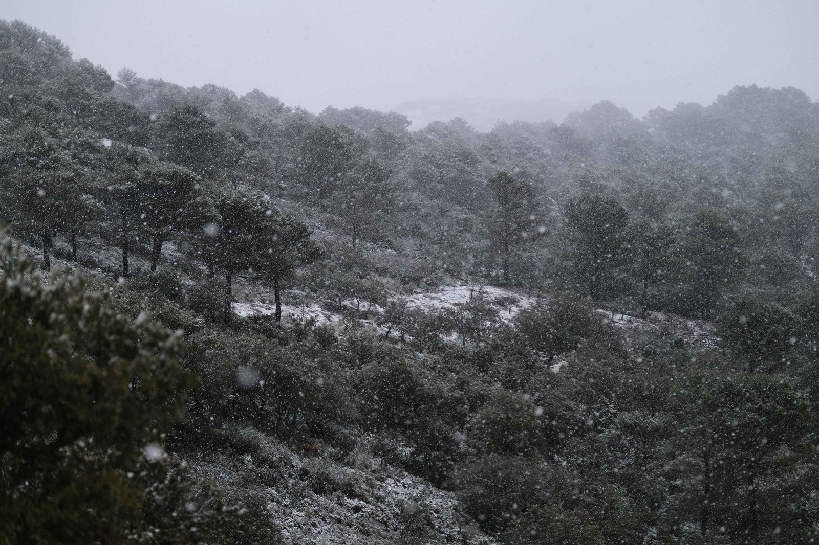 La nueva nevada  en el Parque Nacional Sierra de las Nieves, en fotos