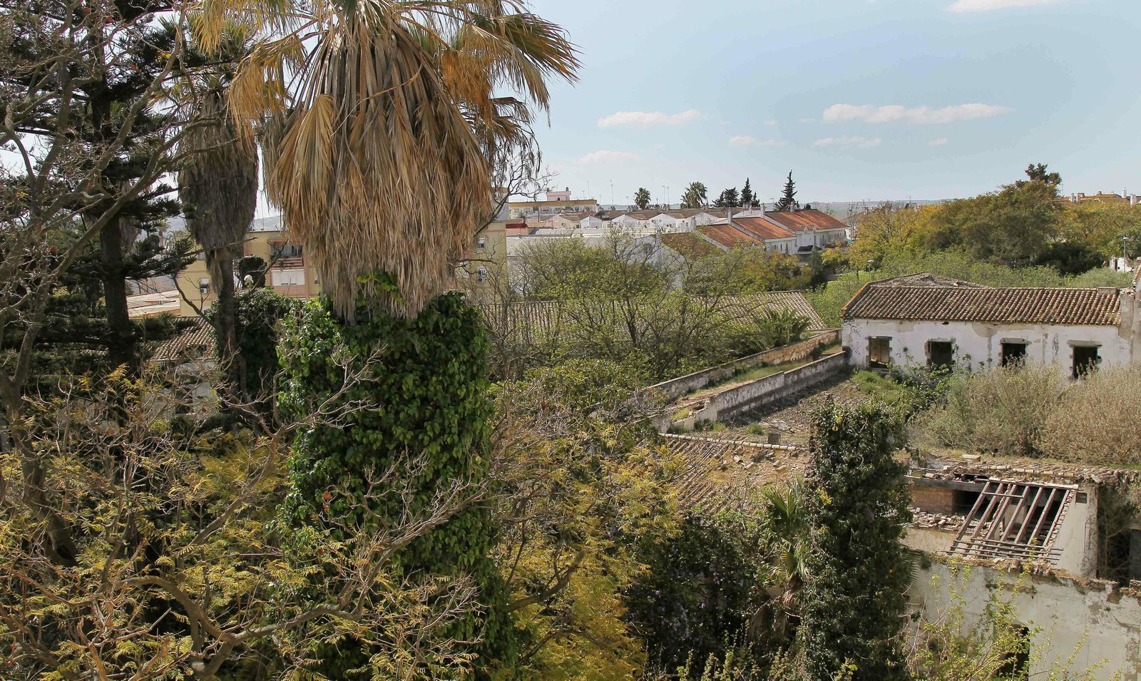 Imagen de la parcela con las edificaciones en ruinas y la frondosa vegetación, desde la azotea de uno de los bloques.