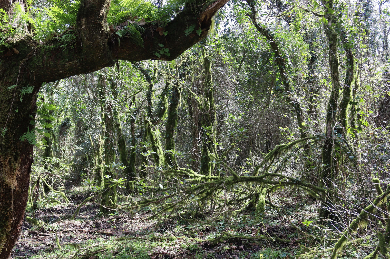 Fotos de la flora y fauna del Parque Natural de Los Alcornocales