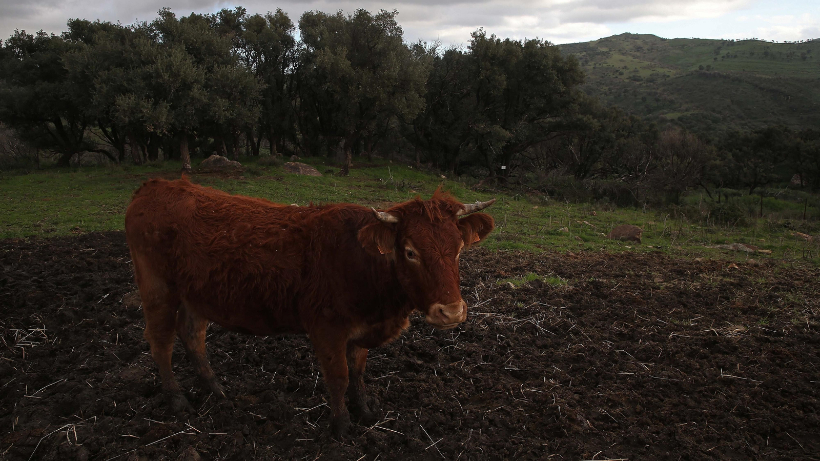 Fotos del sendero del Cerro del Tambor en Algeciras