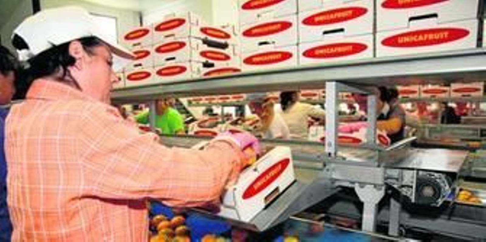 Varios operarios, en la empresa Agrícola Antoluz, del empresario cartayero Antonio Luis González.