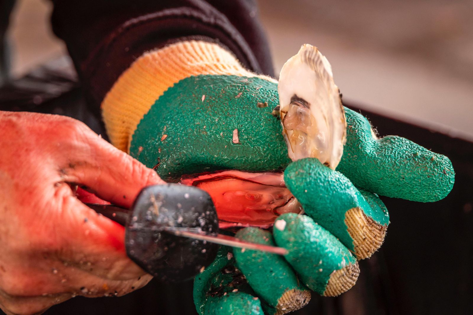 Todas las imágenes de la Ostionada en la plaza de San Antonio
