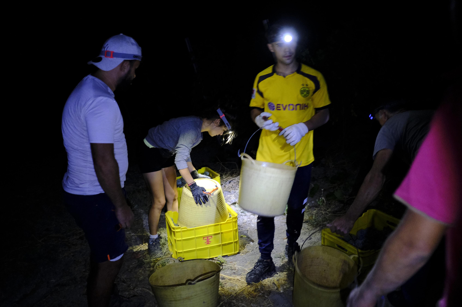 La vendimia de la Serranía de Ronda, en fotos.