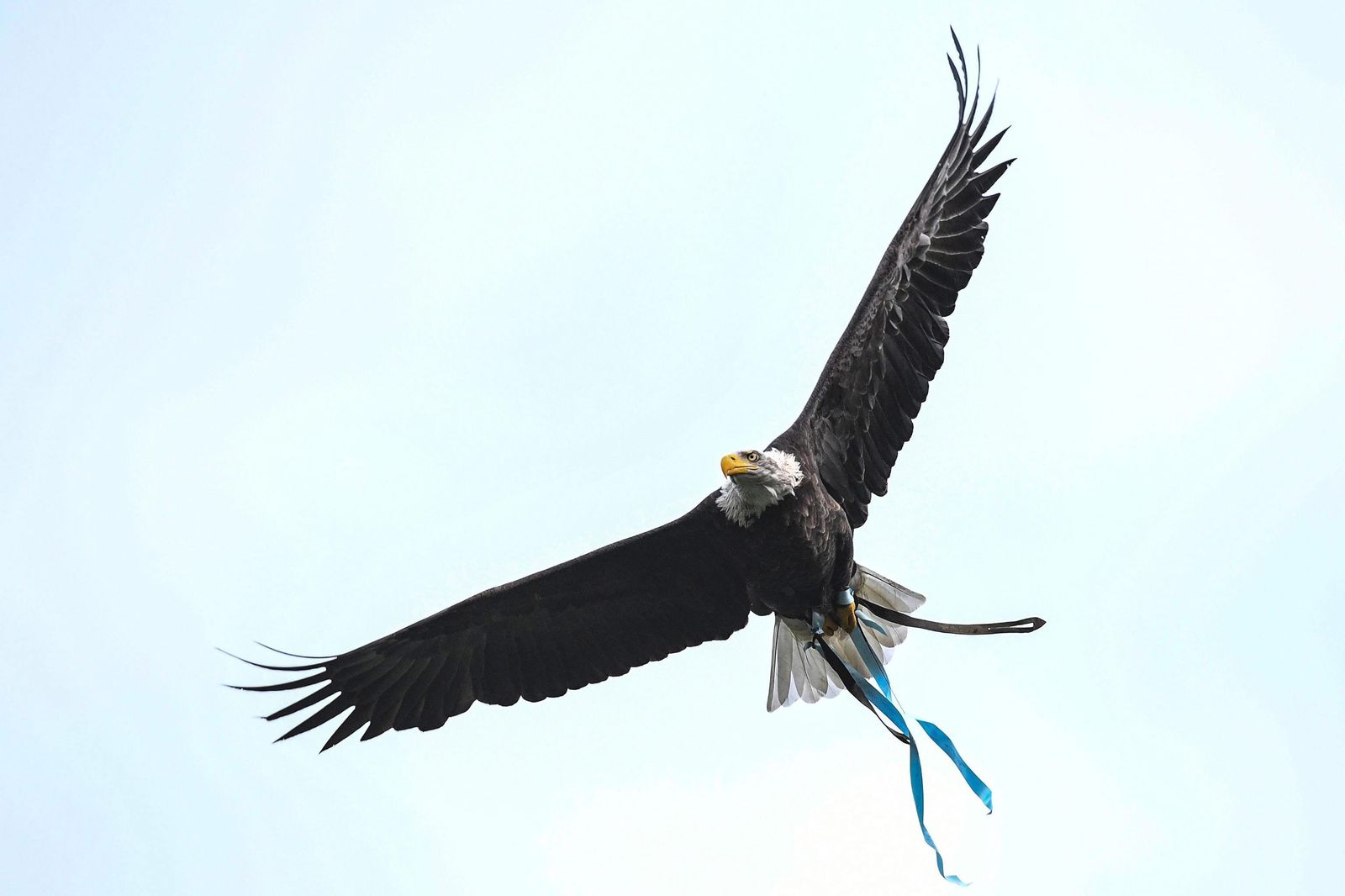 El águila del Lazio no intimidó a la Roma