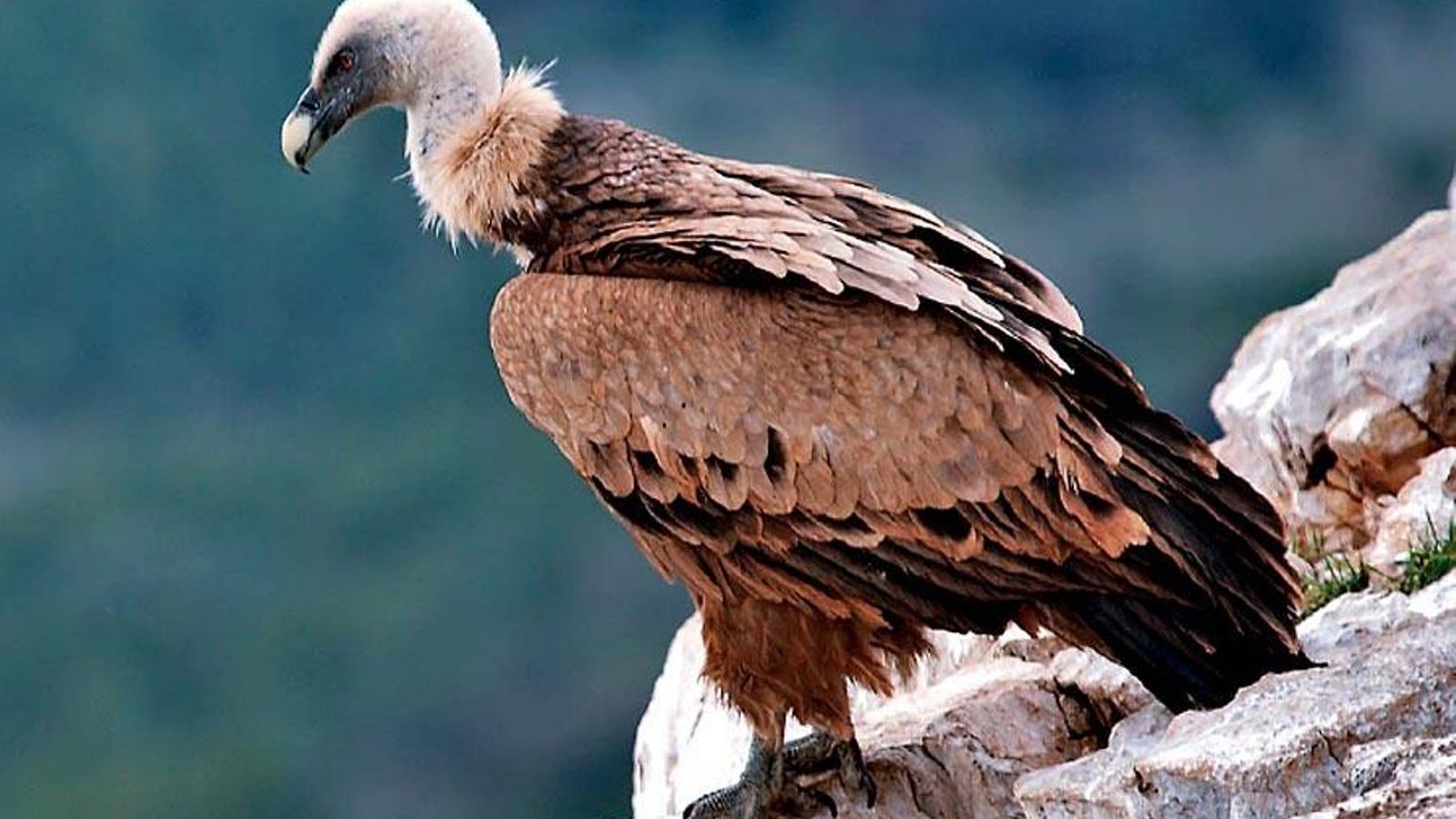 Un especial de Buitre Leonado.