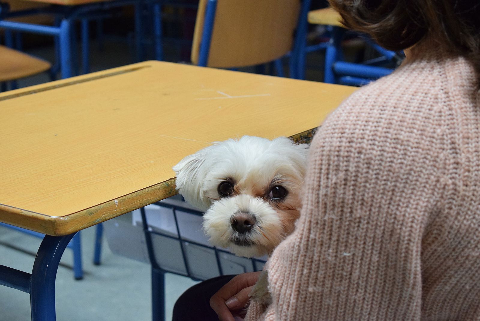 Albolote concluye su primer curso de tenencia responsable y educación canina