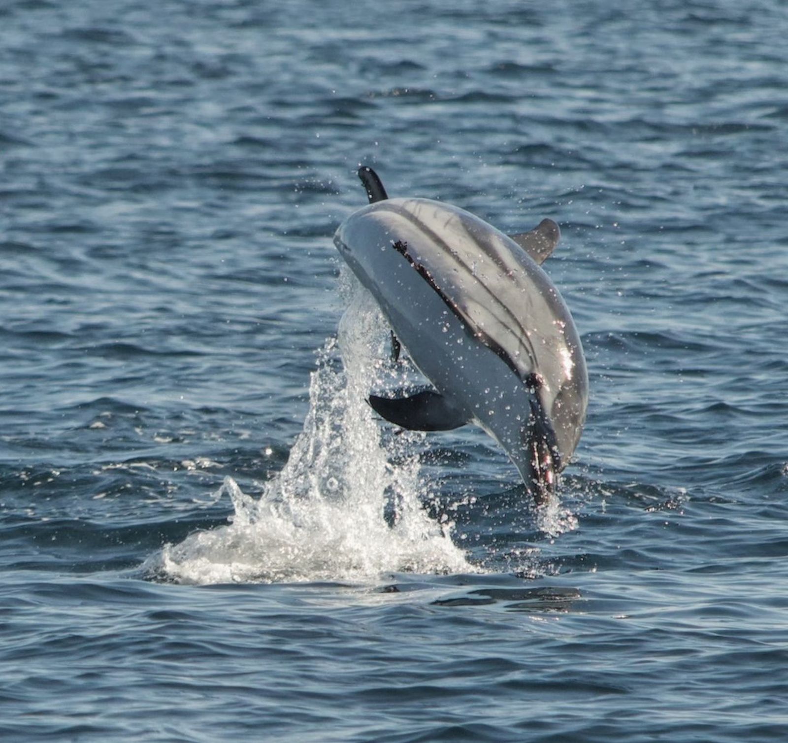Navegando en el Poniente de Almería: del espectáculo de los delfines a los plásticos y petacas en el mar