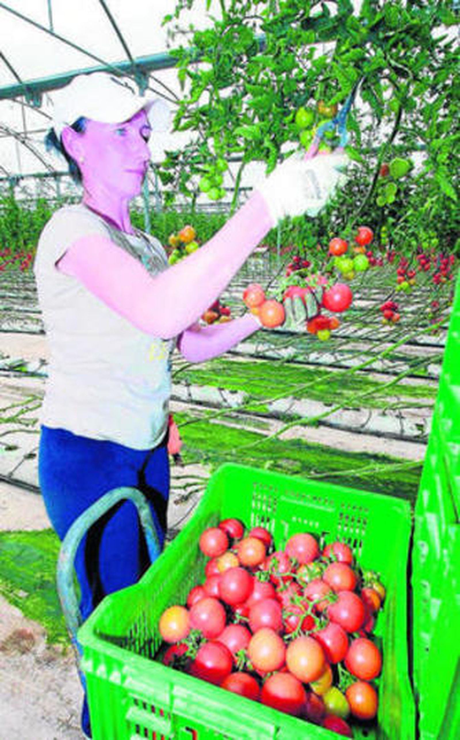 Una mujer recoge tomates de un invernadero.