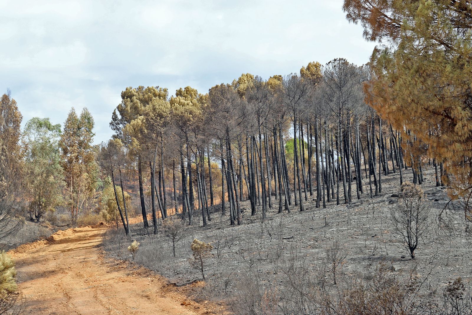 Montes quemados tras el incendio de Almonaster la Real.