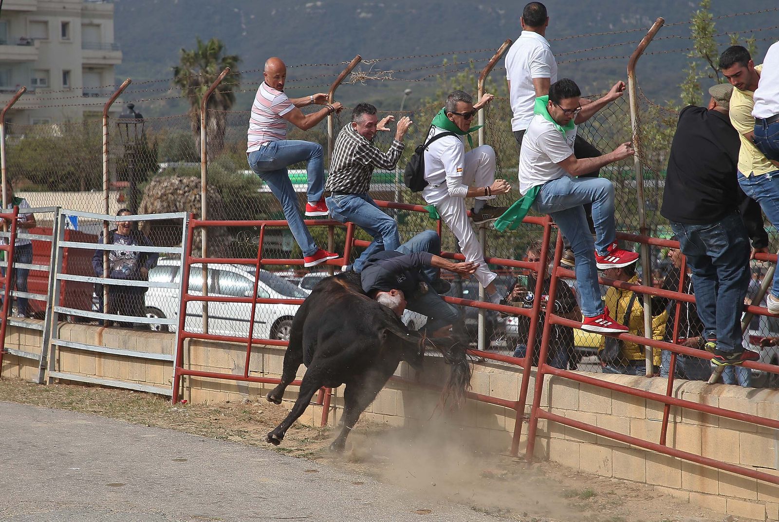 Fotos del Toro Embolao en Los Barrios