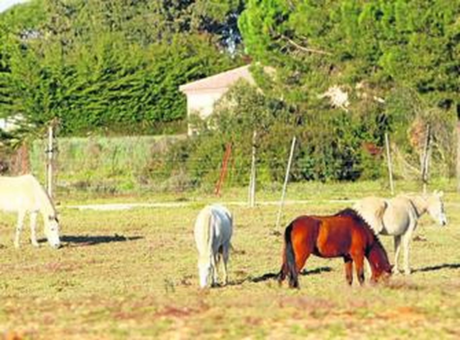 Caballos, pastando ayer tarde en la finca que investiga la Guardia Civil y donde han muerto dos equinos.