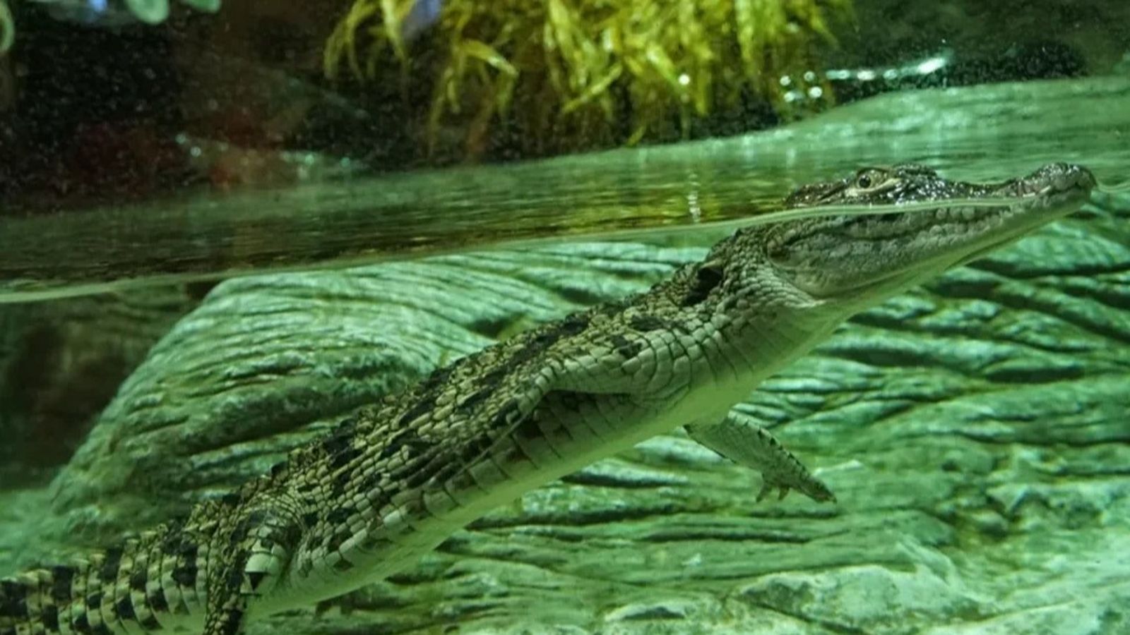 Caimán en el Acuario de Sevilla