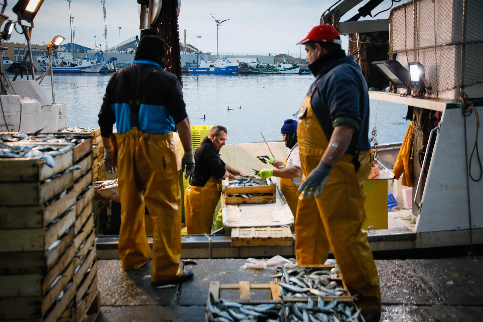 Te contamos en imágenes como ha sido la descarga de las traiñas en la lonja de Almería