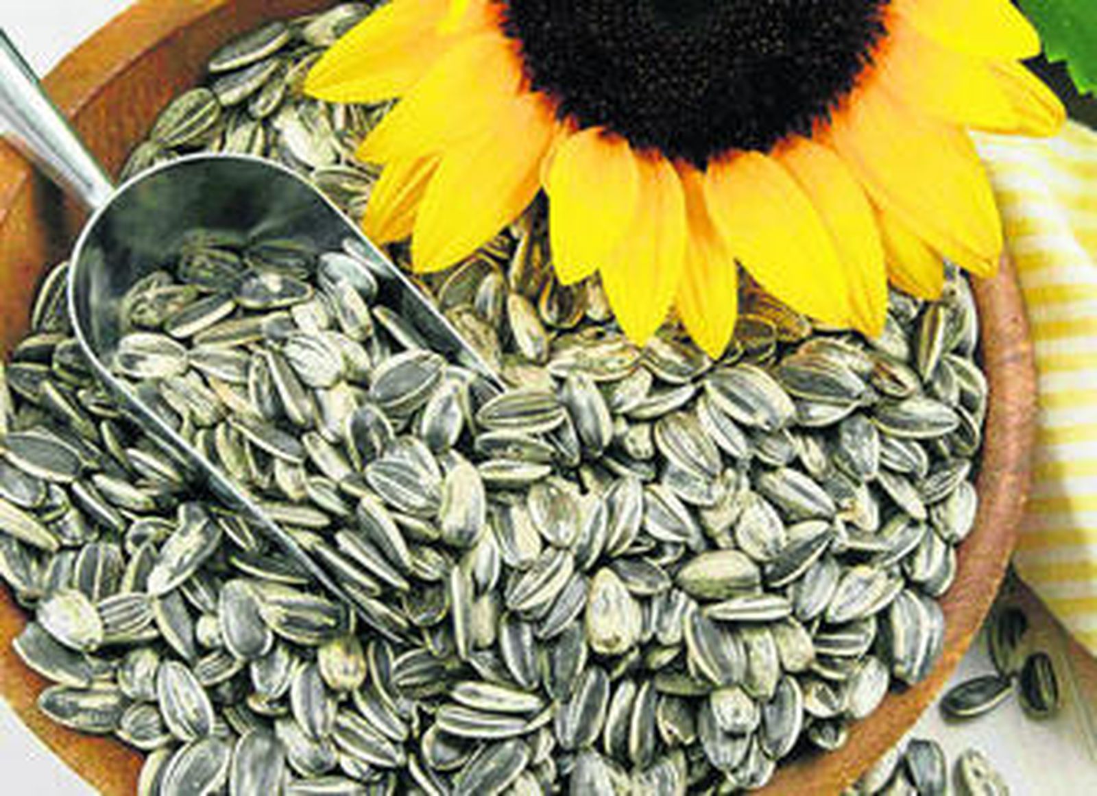 Los bajos precios de la pipa de girasol pone en riesgo el futuro del cultivo