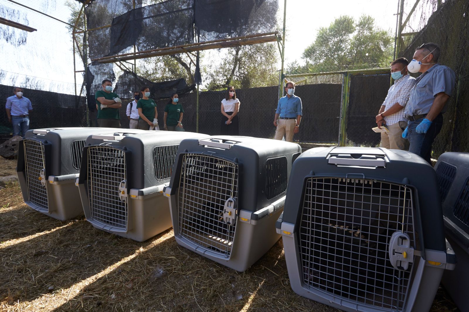 Uno de los cinco ejemplares fue rescatado en la sierra onubense.