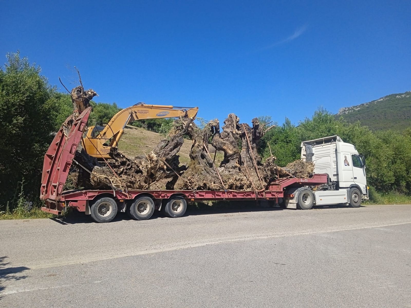 Ecologistas denuncian el arranque de olivos centenarios