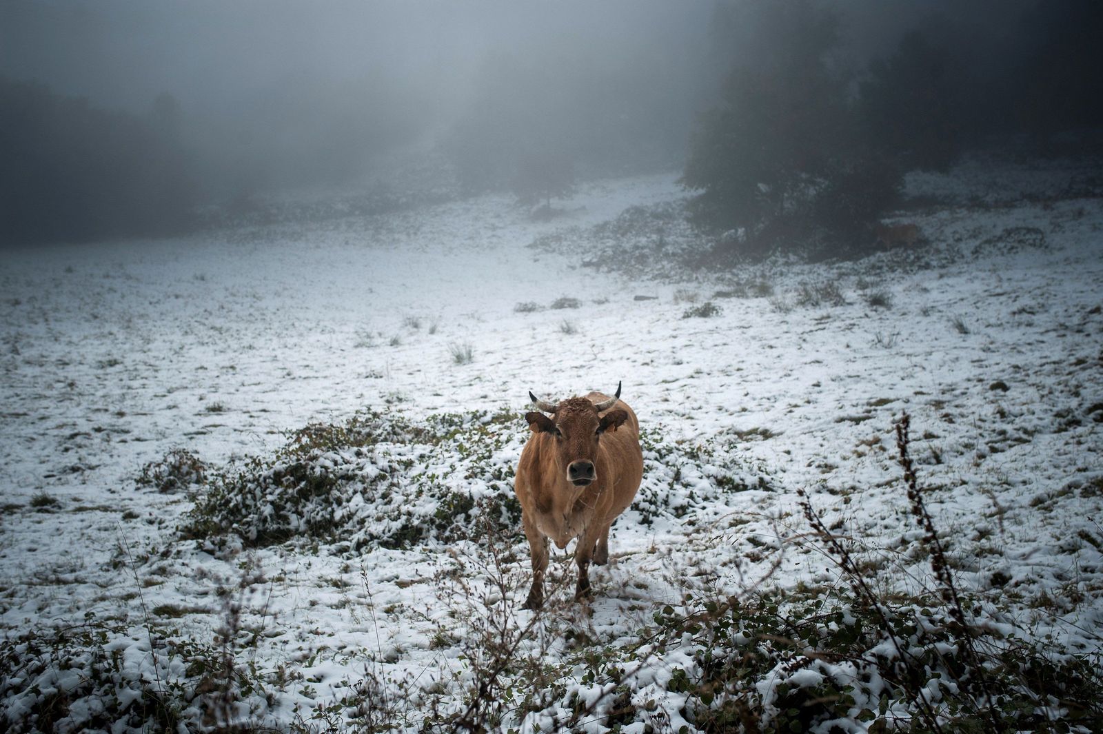 El frío y la nieve barren la Península