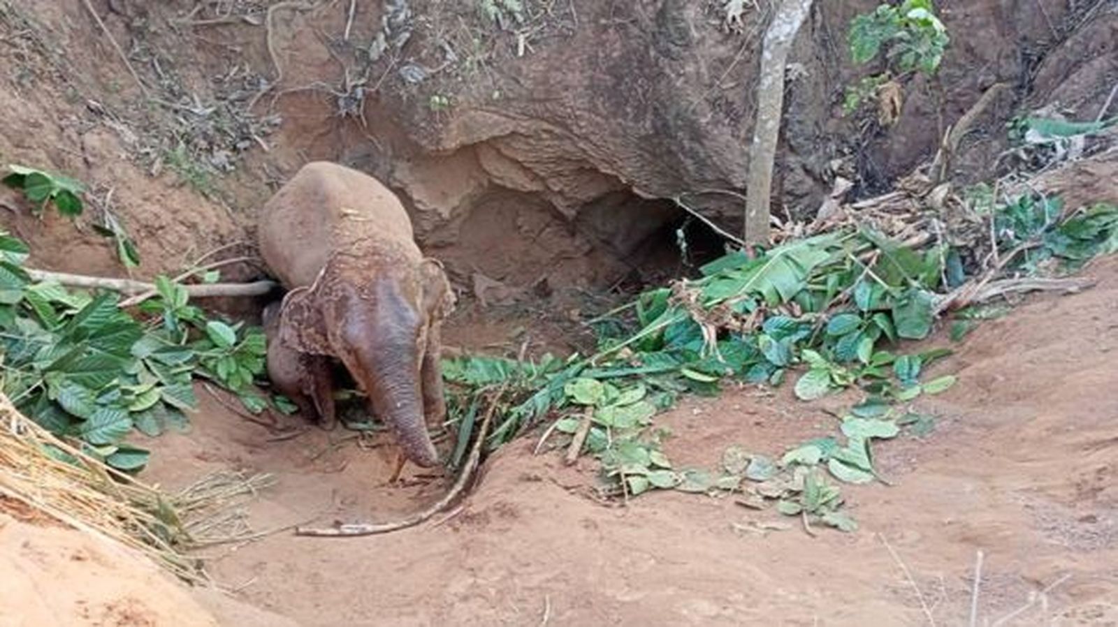 Salvan a una elefanta y su cría tras caer en un hoyo de 5 metros en Tailandia