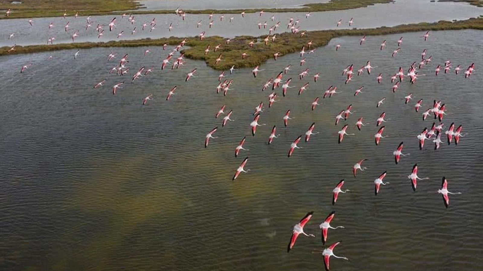 Flamencos volando sobre las marismas de Barbate Flamencos volando sobre las marismas de Barbate